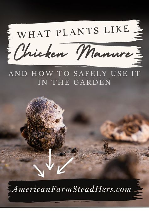 What Plants Like Chicken Manure and How to Safely Use It Chicken Manure For Garden, Chicken Manure Compost, Chicken Composting, Manure Tea, Manure Composting, Pastured Poultry, Horse Manure, Chicken Manure, Composting Process