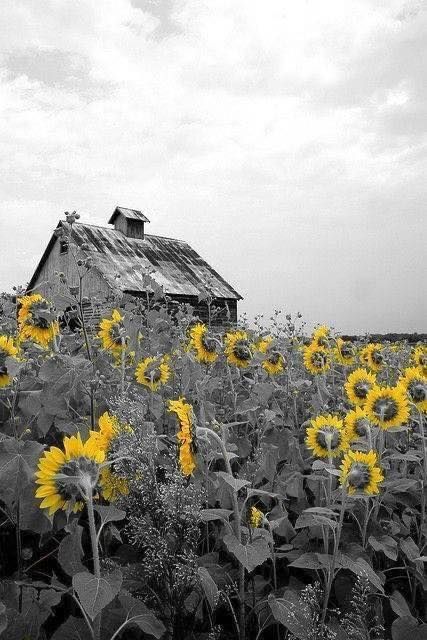 Land Scapes, Coffee Poster Design, Color Splash Photo, Color Splash Photography, Graphic Wall Art, Splash Photography, Sunflower Pictures, Black And White Picture Wall, Space Photography