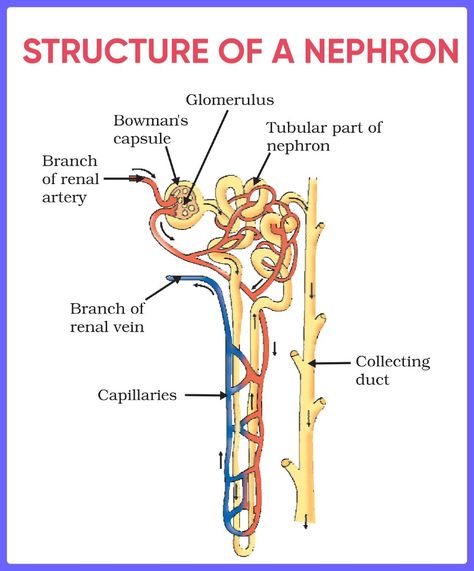 Science Diagrams, Excretory System, Science