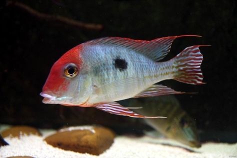 geophagus sp. tapajos red South American Cichlids, Discus Aquarium, Tropical Freshwater Fish, Monster Fishing, Tropical Aquarium, Freshwater Aquarium Fish, African Cichlids, Cool Fish, All Fish