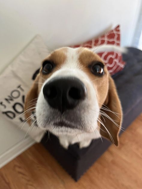 Cute Beagles, Really Cute Dogs, Beagle Puppy, Super Cute Animals, Cute Animals Images, Beagle Dog, Cute Cats And Dogs, Sweet Animals, Animals Images