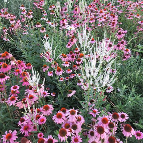 Native Gardens Midwest, Mn Native Landscaping, Midwest Perennial Garden Design, Midwest Native Garden, Midwest Native Landscaping, Midwest Garden, Native Plant Landscape, Easy Perennials, Garden Goals