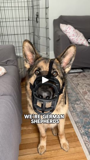 Gsd Funny, German Shepherd Videos, Silly German Shepherd, Funny German Shepherd Videos, German Shepherd Facts, Cute German Shepherd Puppies, Funny German Shepherd, German Shepherd Funny, Black German Shepherd Scary