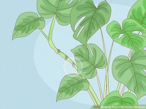 Trimming Monstera Plant, How To Trim Monstera Plant, How To Trim A Monstera Plant, Monstera Plant Care, Plants Grown In Water, Garden Shears, Monstera Plant, 12 Steps, 12 Step