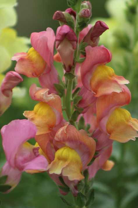 Snapdragon... Dragonsnap Flowers, Garden Gate, Garden Gates, Outdoor Ideas, Painting Photos, Flower Photos, Amazing Flowers, Mood Boards, Garden Ideas