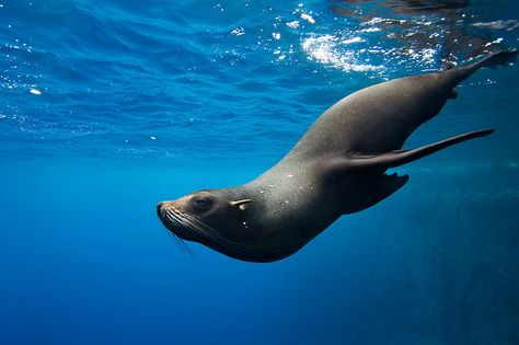 Seal. Third favorite animal. Seal Swimming, Ocean Sleeve Tattoos, Galapagos Ecuador, Fur Seal, Life Under The Sea, James Scott, Seal Pup, Australia Animals, Amazon Rainforest