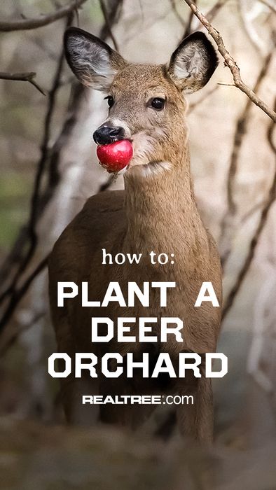 Should fruit trees be part of your program? Check out these tips for starting new trees! Yard Planning, Deer Hunting Humor, Deer Habitat, Deer Attractant, Food Plots For Deer, Cabin Landscape, Deer Food, Antler Hunting, Whitetail Hunting