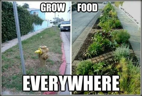 How great would this be :) Guerrilla Gardening, Grow Food, Food Forest, Community Gardening, Grow Your Own Food, Growing Food, Permaculture, Urban Garden, Dream Garden