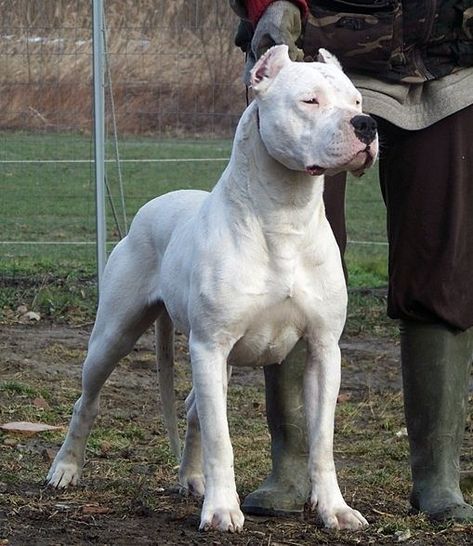 Dog Argentino, Dogo Argentino Dog, White Pitbull, Most Expensive Dog, Mastiff Breeds, Expensive Dogs, Bully Breeds Dogs, Corso Dog, Dangerous Dogs