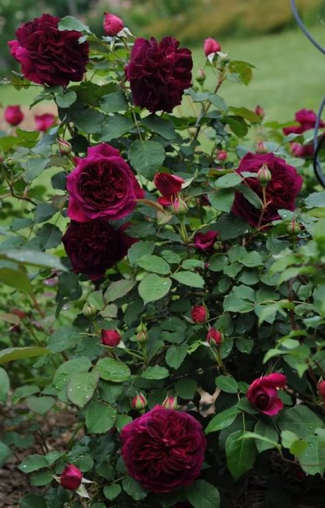 Munstead Wood, Rosen Beet, David Austin Rose, Rose Belle, Austin Rose, David Austin Roses, Rose Leaves, Flower Gardens, David Austin