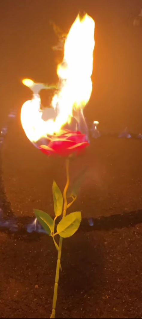 burning rose lit on fire On Fire Aesthetic, Flower On Fire, Rose On Fire, Burning Flowers, Fire Rose, Burning Rose, Dark Red Roses, Fire Photography, Fire Flower