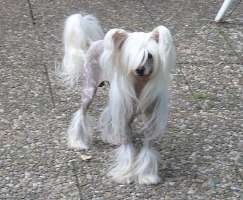 Hairless Dog, Chinese Crested Dog, Dog Poses, Chinese Crested, Pretty Dogs, Pretty Animals, Silly Animals, Dog Boarding, Beautiful Dogs