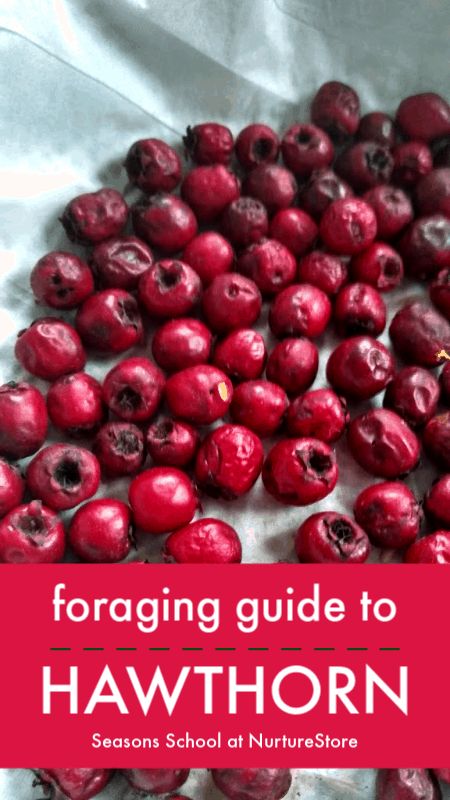 Hawthorn Recipes, Picking Blackberries, Foraging Guide, Medicinal Wild Plants, Wild Foraging, Wild Food Foraging, Foraging Recipes, Hawthorn Berry, Edible Wild Plants