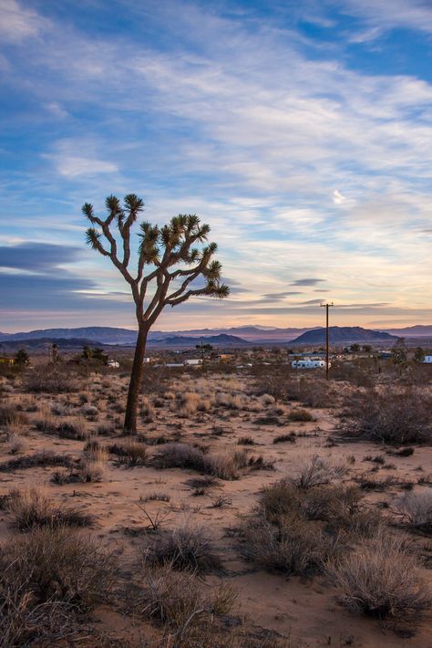 Yucca Valley, CA | by ChrisGoldNY Yucca Valley California, Western America, Desert Dweller, Desert Backyard, Life Core, Travel Wishes, Beautiful California, Joshua Tree California, La Life