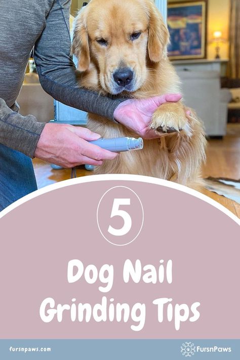 golden retriever dog getting dog nail grinding Nail Trimming For Dogs Tips, Nail Dremel, Clipping Dog Nails, Cut Dog Nails, Dogs Nails, Really Long Nails, Trimming Dog Nails, Dog Paw Care, Dog Grooming Diy