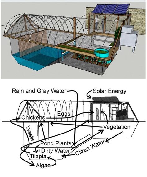 Chickens For Eggs, Aquaponics Greenhouse, Tilapia Fish, Casa Hobbit, Aquaponics Diy, Aquaponic Gardening, Pond Plants, Aquaponics System, Fish Farming