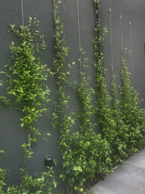 Garden Wall Ideas, Wall Climbing Plants, Kid Friendly Backyard, Wall Planters Outdoor, Creepers Plants, Climber Plants, Urban Garden Design, Planter Trellis, Fence Toppers