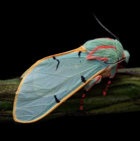 Chlorhoda metamelaena moth.  Photo:  Alejo Lopez. Cool Bugs, Emerald Green Color, The Nights, Beautiful Bugs, Macro Photos, The Wings, Zoology, Macro Photography, Beautiful Creatures