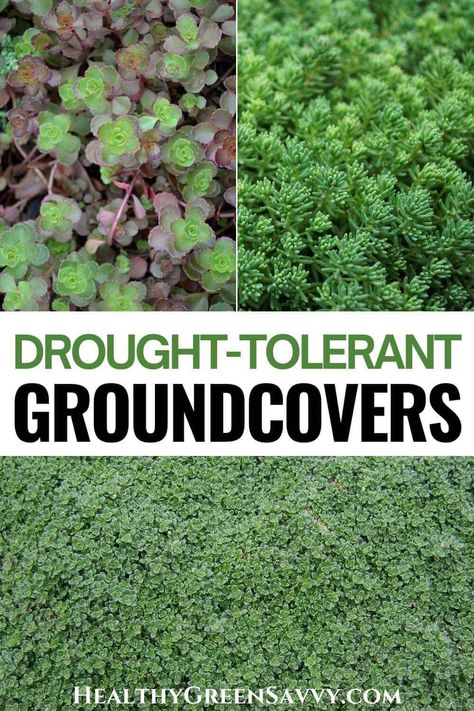 If you live in an area with frequent dry spells, finding plants that can thrive in your garden can be a challenge. Drought-tolerant ground covers are a great solution: They're low maintenance, water-efficient, and add visual interest to your garden. Here are 14 low-growing drought-resistant ground cover plants perfect for dry, hot climates. | groundcover plants | xeriscaping | climate-friendly gardening | drought resistant plants | ecological landscaping | Drought Tolerant Landscape Front Yard, Groundcover Plants, Grass Alternative, Water Wise Landscaping, High Country Gardens, Lawn Alternatives, Drought Tolerant Garden, Ground Covers, Drought Tolerant Landscape