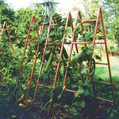 Vegetable Trellises Cucumber Support Ideas, Wooden Trellis Ideas, Squash Support, Green Bean Garden, Veggie Trellis, Trellis Squash, Cucumber Vine, Ladder Trellis, Vegetable Trellis