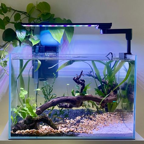 What a difference a good light can make ! 💕 Just got this beautiful RGB LED light from Amazon. It’s 20W and I love the clip on design ! Very happy with the controls I have over the light, there’s a timer and everything you need to make your aqua scape pop ! Happy with the purchase so far ! I shall keep everyone updated on how it goes ! #zingbabu #aquariumlight #light #rgb #rgbled #led #ledlights #fishtank #aquascape #aquascaper #setup #tanksetup 90p Aquascape, 90cm Aquascape, Fluval Spec V Aquascape, 60p Aquascape, Iaplc Aquascape, Fresh Water Fish Tank, Betta Tank, Turtle Tank, Betta Fish Tank