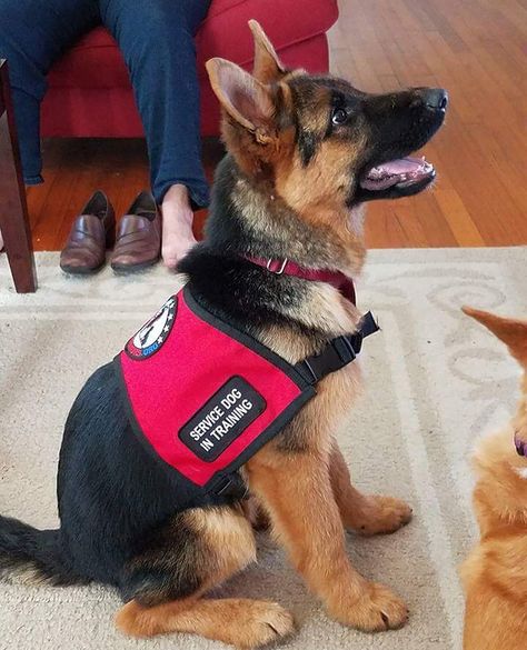 Got a new houseguest while my sister trains him Gsd Service Dog, German Shepard Service Dog, German Shepherd Service Dog, Psychiatric Service Dog, German Shepherd Training, Service Dog Patches, Service Dogs Gear, Service Dog Training, Service Dog Vests