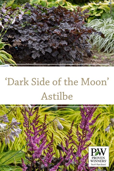 Zone 4 Perennials, Dark Side Of Moon, Moon Plant, Plant Bugs, Goth Garden, Front Gardens, Gothic Garden, Brown Leaves, Foundation Planting