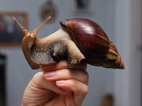 That's a really big snail. Entomology Illustration, Big Snail, Giant African Land Snails, Pet Snails, Snail Art, Flower Sculptures, Hairless Cat, Types Of Animals, Creature Feature