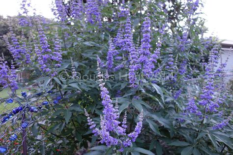 If you garden in zone 6 or warmer and your garden doesn't include Vitex agnus-castus—commonly known as chaste tree, or Texas lilac, or just vitex—I'm here to make the case for adding one to your shopping list this season. Reason No. 1: Hello, look at those spectacular purple blooms (here on the cultivar "Shoal Creek"). They practically cover this large shrub/small tree. (I have seen vitex close to 20 feet high at the Atlanta Botanical Garden, but they are easy to keep smaller.) And, if… Vitex Tree, Vitex Agnus Castus, Agnus Castus, Chaste Tree, Atlanta Botanical Garden, Texas Gardening, Landscaping Plants, Butterfly Garden, Small Trees