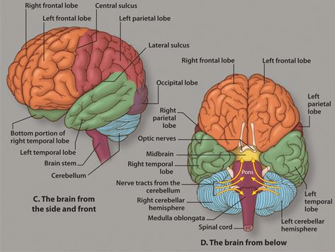 CP-Illustration-(Brain-Anatomy-2).gif (581×436) Anatomy Models Labeled, Human Brain Diagram, Parietal Lobe, Brain Anatomy And Function, Brain Lobes, Brain Project, Anatomy Diagrams, Human Brain Anatomy, Brain Pictures