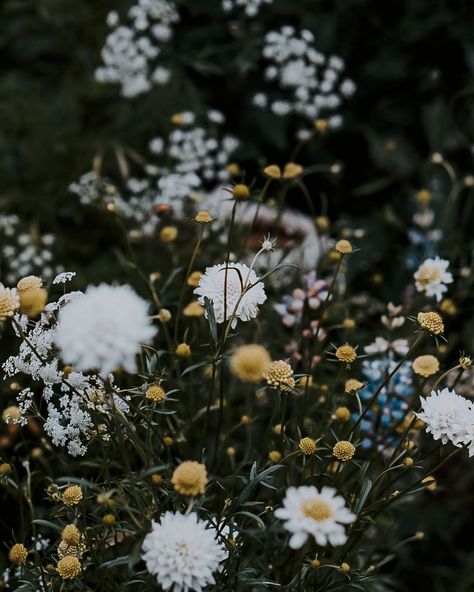 Wildflower Photography, Faerie Garden, Wild Flower Meadow, Western Photography, Faeries Gardens, Flower Meadow, Dark Flowers, Growing Seeds, Nature Backgrounds