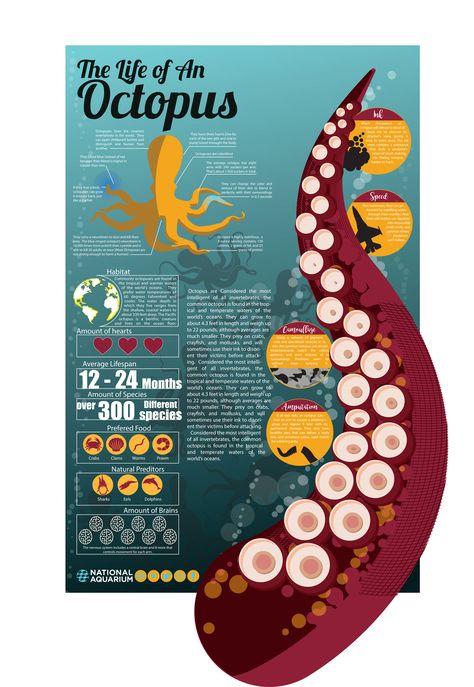 Infographic Design Science, Infographic Poster Design Layout, Octopus Infographic, Animal Infographic Design, Infographics Design Ideas, Ocean Infographic, Game Infographic, Fish Infographic, Graphic Infographic