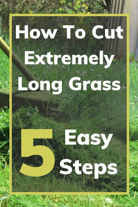 No Mow Grass, Best Hand Tools, Tall Fescue, Grass Weeds, Grass Pattern, Chain Link Fence, Wheat Grass, Step By Step Guide, Lawn Care