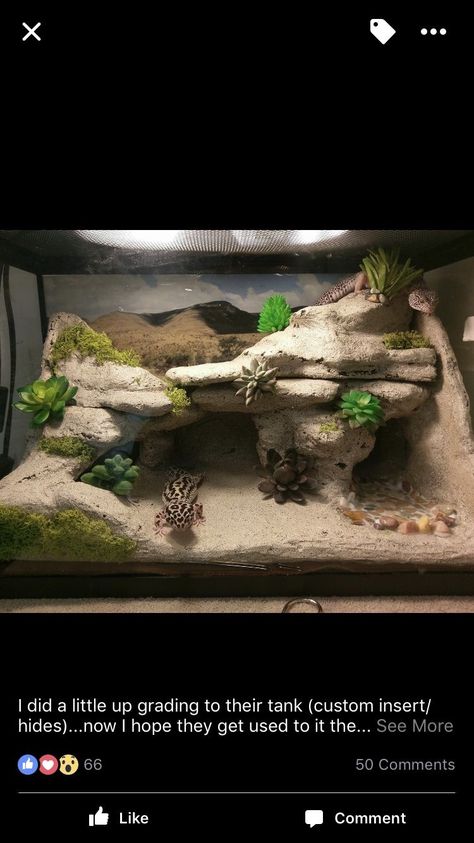 Cool Leopard Gecko Tanks, 40 Gallon Leopard Gecko Tank, Leopard Gecko Vivarium Ideas, Leopard Gecko Vivarium, 20 Gallon Leopard Gecko Tank Ideas, Lizard Tank Ideas, Leopard Gecko Bioactive Tank, Bioactive Leopard Gecko Tank, Cute Leopard Gecko Tank Ideas