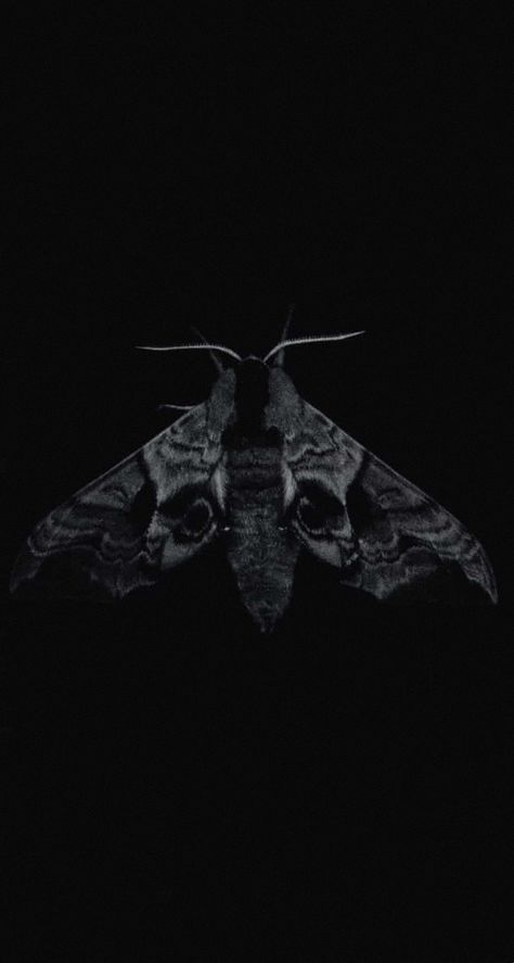 Dark Goth Aesthetic Wallpaper, Moth Aesthetic Dark, Moth Phone Wallpaper, Moth Wallpaper Iphone, Moth Wallpaper Aesthetic, Iphone13 Wallpaper, Moth Pfp, Sarah Gillespie, Dark Fairycore Aesthetic