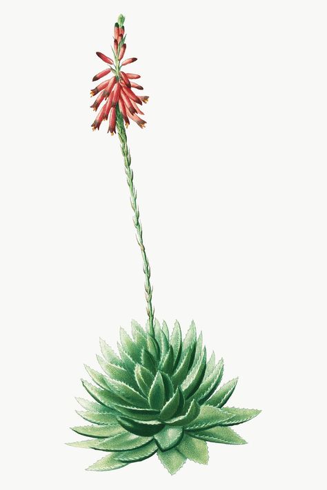 Vintage Botanical Illustration, Simple Line Drawings, Botanical Illustration Vintage, Aloe Vera Plant, Watercolor Plants, Leaves Vector, Aloe Leaf, Wall Finishes, Watercolor Inspiration