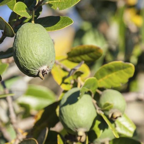 Pineapple guava fruit growing on a Feijoa tree. Pineapple Guava, Guava Tree, Guava Fruit, Guavas, Different Fruits, Food Forest, Mediterranean Garden, Orange Tree, Evergreen Shrubs