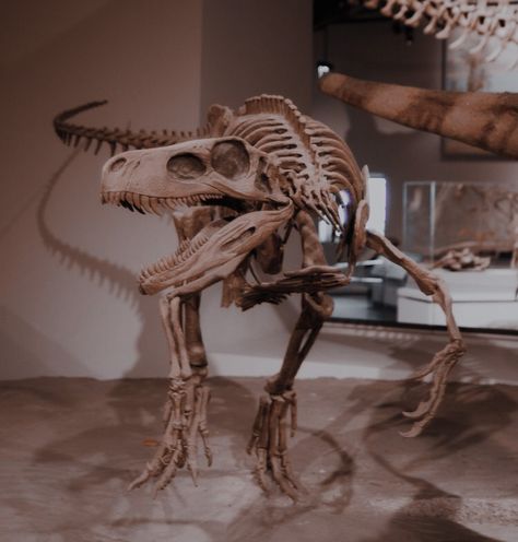 Animal Bones Aesthetic, Paleontology Aesthetic, Ross Aesthetic, Dinosaur Aesthetic, Bones Aesthetic, Animal Skeleton, Dinosaur Skeleton, Vulture Culture, Dinosaur Bones