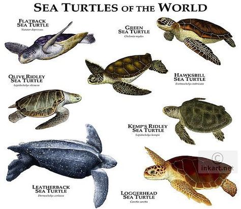 Sea Turtle Species, Loggerhead Sea Turtle, Tortoise Turtle, Green Sea Turtle, Turtle Love, Turtle Art, Baby Panda, Sea Turtles, Reptiles And Amphibians