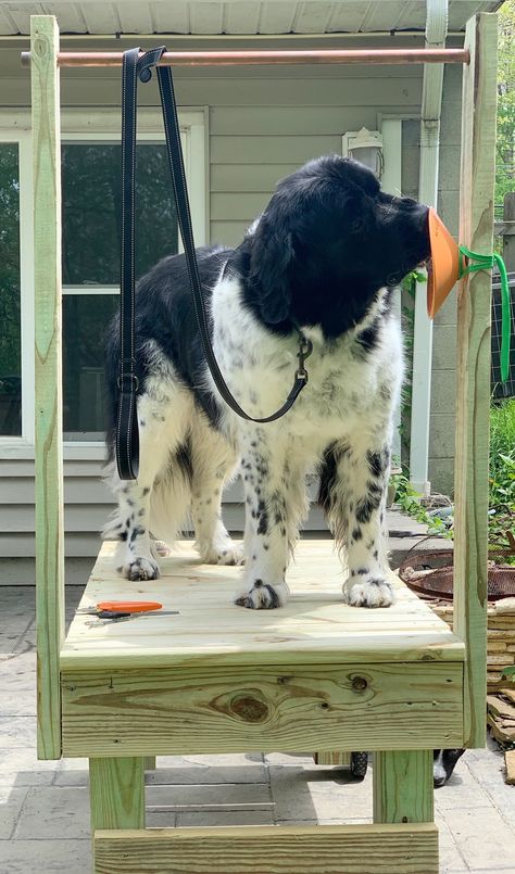 DIY Grooming Table (For Big Dogs) - My Brown Newfies Dog Outdoor Bath, Dog Grooming Tables Diy, Dog Grooming Room Ideas At Home, Dog Grooming Table Ideas, Diy Pet Grooming Table, Outdoor Dog Grooming Station, Diy Grooming Table Dog, At Home Dog Grooming Station, Diy Grooming Table