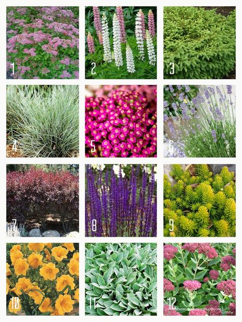 Zone 4 Perennials, Full Sun Garden, Drought Tolerant Perennials, Drought Resistant Plants, Drought Tolerant Garden, Full Sun Perennials, Drought Tolerant Landscape, Gardening Zones, Full Sun Plants