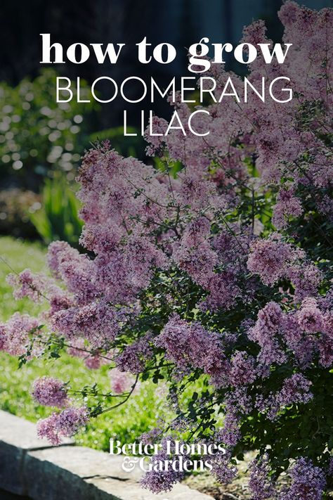 Lilac Tree Landscaping, Bloomerang Lilac, Iowa Garden, Lilac Varieties, Cottage Gardening, California Lilac, Lilac Bushes, Lilac Tree, Front Landscaping