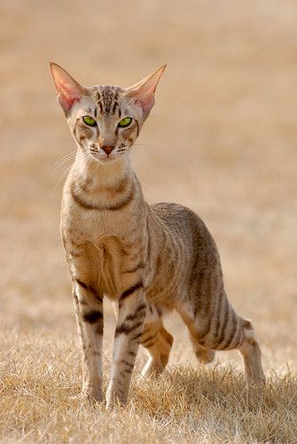 Cat Anatomy, Warrior Cat Oc, Warrior Cats Art, Gorgeous Cats, Most Beautiful Cat Breeds, Cat Pose, Pretty Animals, Cat Photography, Warrior Cat