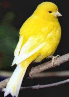 Picture of a Fife Fancy Canary Bird Breeds, Canary Birds, Kinds Of Birds, Parakeets, Yellow Bird, Pet Bird, All Birds, Exotic Birds, Pretty Birds