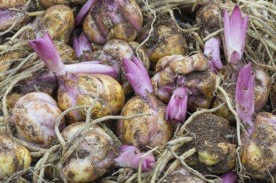 Storing Lily Bulbs: How To Care For A Lily Plant Over Winter Pork Stock, Purple Lily, Lily Bulbs, Asiatic Lilies, Overwintering, Stargazer Lily, Lily Plants, Winter Plants, Soil Improvement