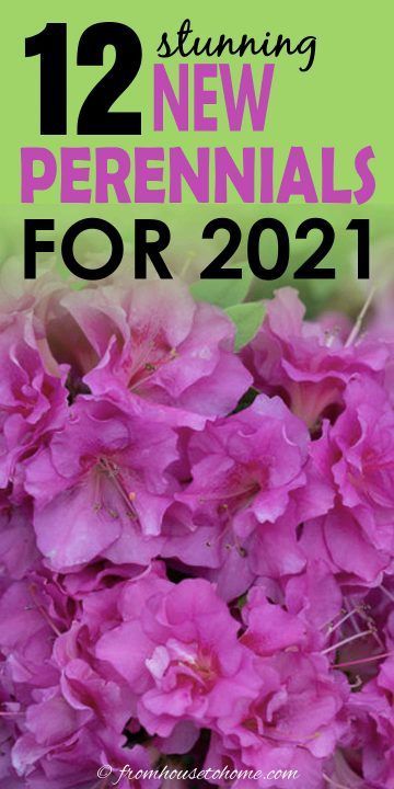 I’ve been wanting to know more about the best new perennials for 2021 and this article has helped me out so much. It really is a great way to find some great perennials that bloom all summer and learn which ones are the best new shade perennials for your garden. Phlox Plant, Gardening Essentials, Yarrow Plant, Spring Perennials, Blue Clematis, Rose Fertilizer, Bigleaf Hydrangea, Garden Goals, Plant Goals