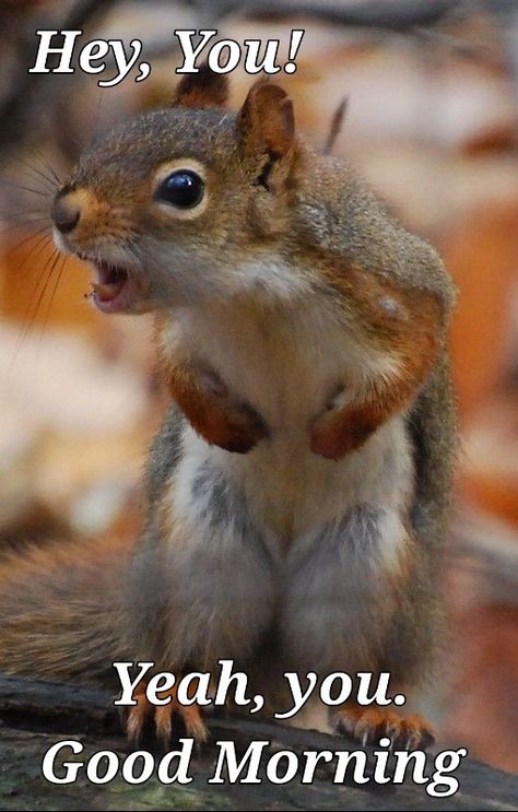 Squirrel Pictures, Regnul Animal, Squirrel Funny, Animal Humor, Cute Squirrel, A Squirrel, Airbrush Art, 웃긴 사진, Cute Animal Pictures