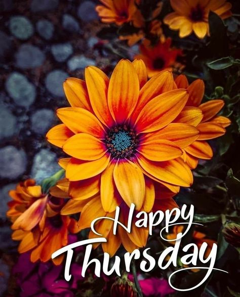 Happy Thursday Images Beautiful, Happy Thursday Images, Time To Pray, Thursday Images, Thursday Greetings, Good Morning Happy Thursday, Happy Thursday Quotes, Happy Day Quotes, Good Morning Thursday