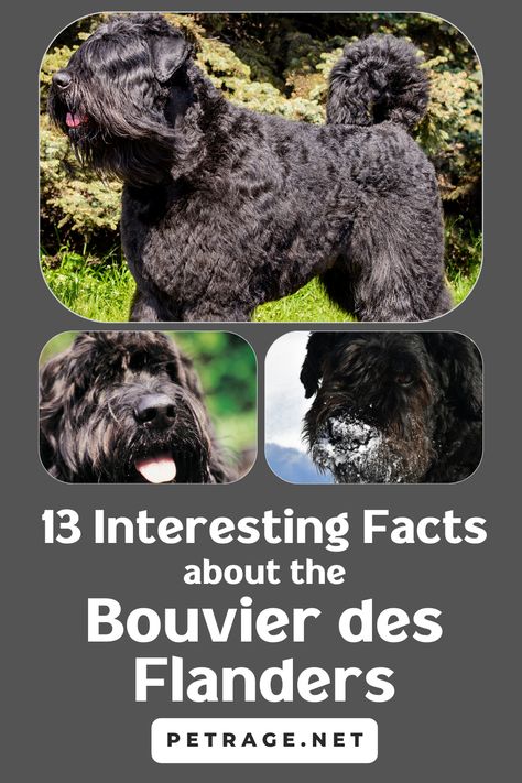 Bouvier des Flandres dogs are considered to be one of the most versatile dog breeds in the world. They are known for their strength, obedience, and intelligence. This breed is also recognized for its unique appearance and coat. In this blog post, we will cover 13 interesting facts about Bouvier des Flandres dogs. Keep reading to learn more! Bouvier Dog, Fun Online Quizzes, Bouviers Des Flandres, Black Russian, Animal Memes, Animal Photography, Animal Pictures, Dog Breeds, Fun Facts