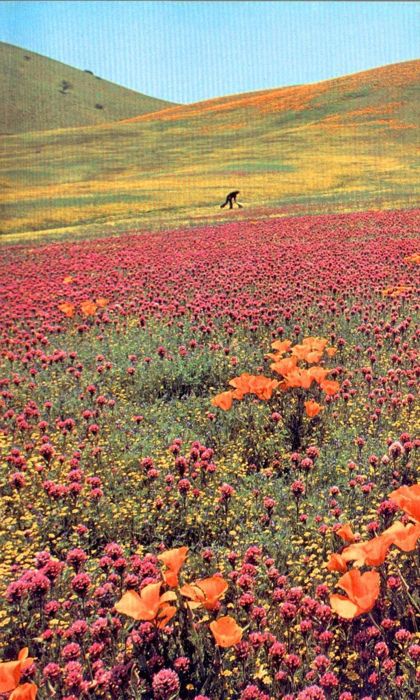 National Geographic Photography, Areas Verdes, Crayon Box, Field Of Dreams, Vintage Landscape, Flower Field, Mother Earth, Nature Beauty, National Geographic